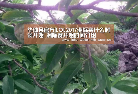 华体会体育